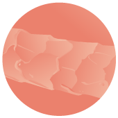 Close-up illustration of a hair fibre with lifted, rough cuticle scales